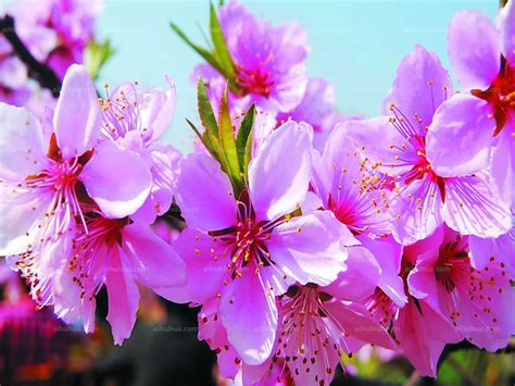 桃花樹結果|桃花 